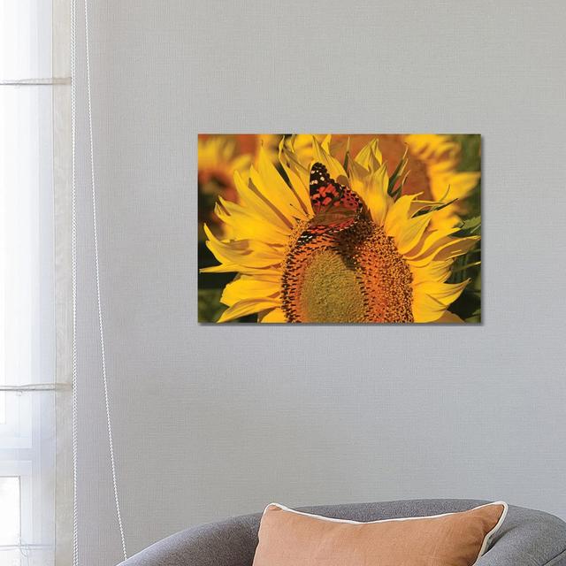 Painted Lady On Sunflower by Brian Wolf - Wrapped Canvas Print Brambly Cottage Size: 45.72cm H x 66.04cm W x 3.81cm D on Productcaster.