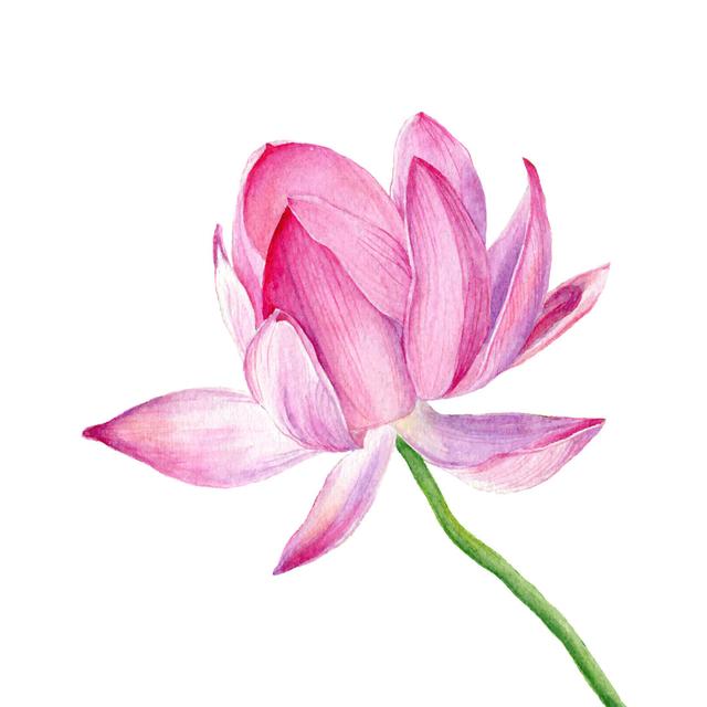 Waukena Vector Hand Drawn Watercolour Illustration One Pink Lotus - Print ClassicLiving Size: 30cm H x 30cm W x 3.8cm D on Productcaster.