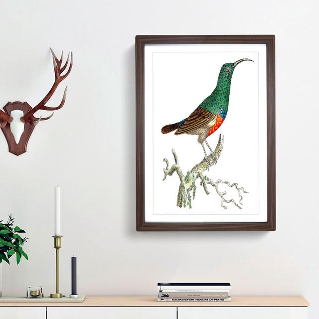 Red-Bellied Creeper Bird by George Shaw - Picture Frame Painting Print East Urban Home Frame Option: Walnut Framed, Size: 36cm H x 27cm W x 2cm D on Productcaster.