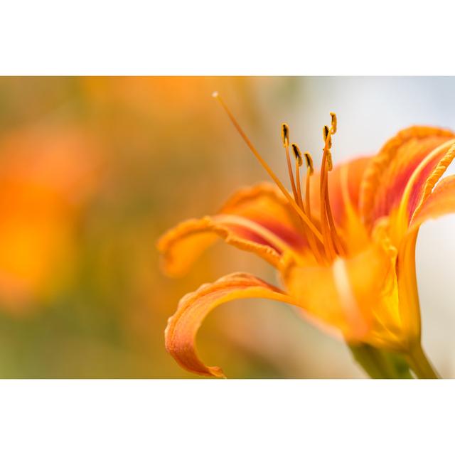 Orange Day Lily by Onfokus - No Frame Art Prints on Canvas 17 Stories Size: 81cm H x 122cm W on Productcaster.