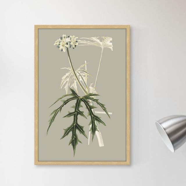 Botanical Cabinet V - Picture Frame Graphic Art Print on Paper East Urban Home Size: 61cm H x 41cm W x 4cm D on Productcaster.