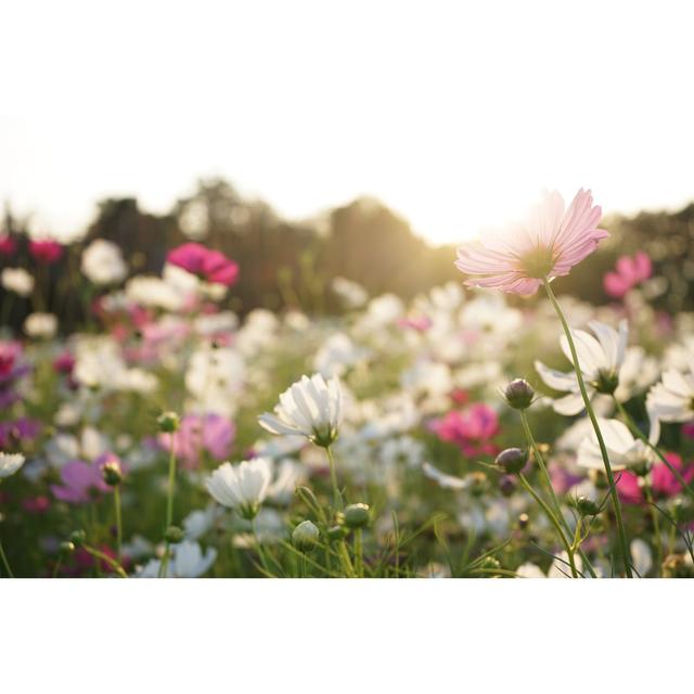 Cosmos Flowers by SherSor - Wrapped Canvas Print Latitude Run Size: 81cm H x 122cm W on Productcaster.