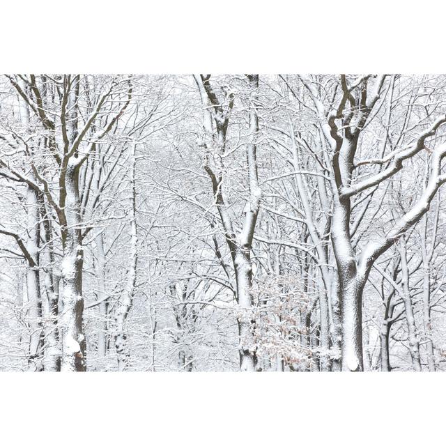 Winter by Macroworld - Print Alpen Home Size: 61cm H x 91cm W x 3.8cm D on Productcaster.