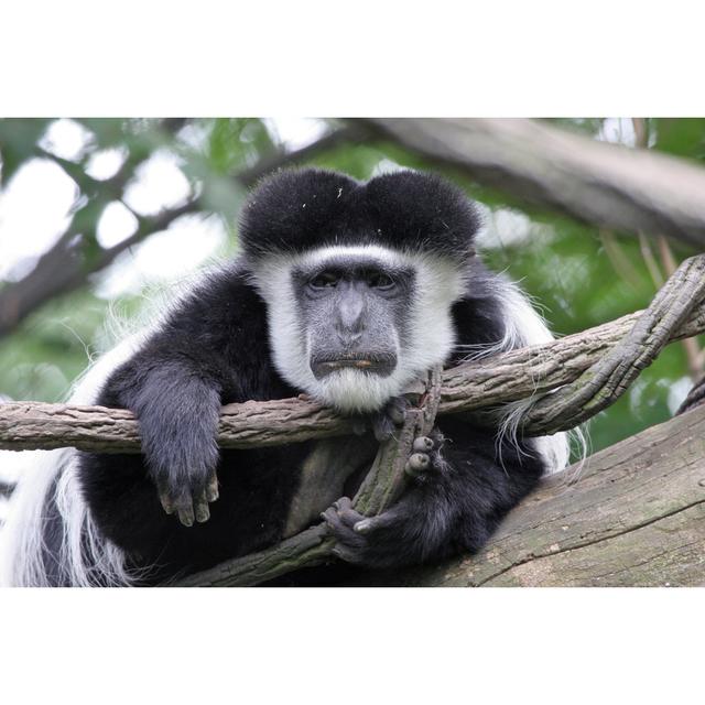 Gezana Colobus Monkey by Rbbrdckybk - Wrapped Canvas Photograph Latitude Run Size: 61cm H x 91cm W x 3.8cm D on Productcaster.