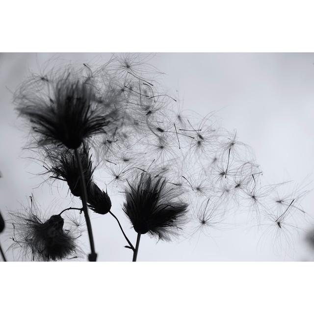 Analiese Silhouette Of Wildflowers by Natalya Bosyak - Wrapped Canvas Photograph 17 Stories Size: 76cm H x 51cm W x 3.8cm D on Productcaster.