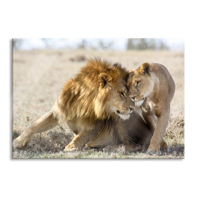 Cuddling Lion Couple in the Steppe - Unframed Photograph on Glass 17 Stories Size: 60cm H x 80cm W x 0.4cm D on Productcaster.