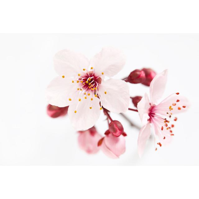 Cherry Blossoms by FernandoAH - No Frame Print on Canvas Latitude Run Size: 30cm H x 46cm W on Productcaster.