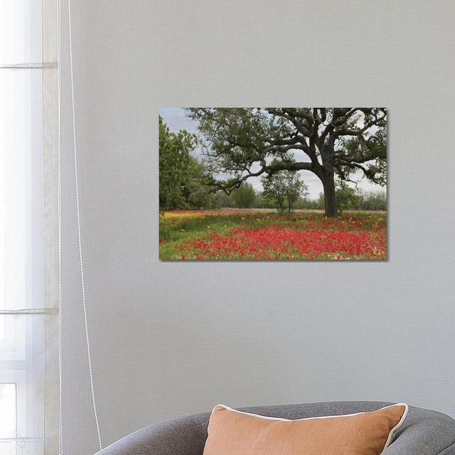 Drummond's Phlox Meadow Near Leming, Texas by Tim Fitzharris - Wrapped Canvas Print Latitude Run Size: 45.72cm H x 66.04cm W x 1.91cm D on Productcaster.