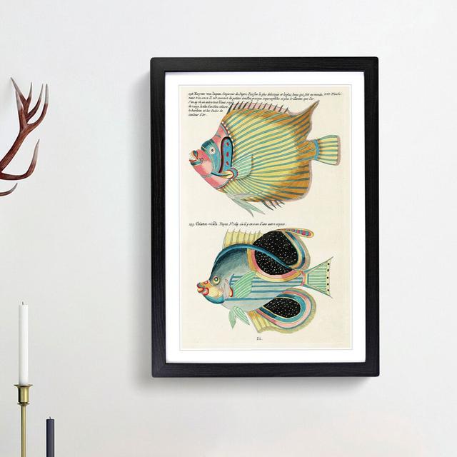 East Indies Fish Illustrations LVI by Louis Renard - Picture Frame Graphic Art Print East Urban Home Size: 48cm H x 36cm W x 2cm D, Frame Option: Blac on Productcaster.