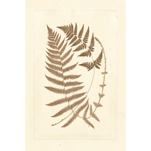 Sepia Ferns V - Wrapped Canvas Painting Bay Isle Home Size: 46cm H x 30cm W x 3.8cm D on Productcaster.