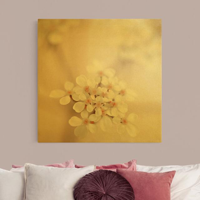 Leinwandbild Miniblüten im rosanen Licht Rosalind Wheeler Format: 435g/m³ Canvas Gold, Farbe: Gold, Größe: 70 cm H x 70 cm B on Productcaster.