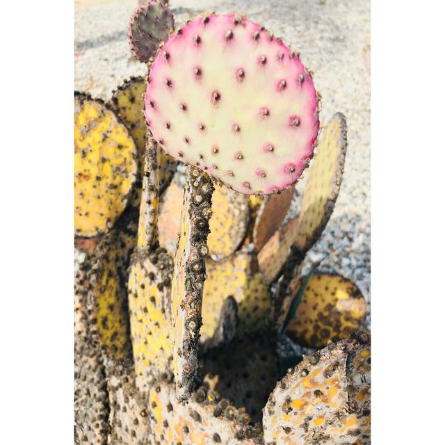 Pink Yellow Cactus II by Irena Orlov - Wrapped Canvas Photograph Latitude Vive Size: 122cm H x 81cm W on Productcaster.