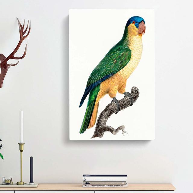 Black-Lored Parrot by F. Levaillant - Wrapped Canvas Painting East Urban Home Size: 50cm H x 35cm W x 3cm D on Productcaster.