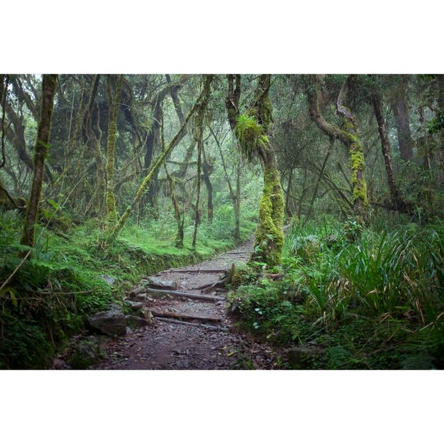 Path In Rainforest, Kilimanjaro by Babetz - Wrapped Canvas Print Union Rustic Size: 20cm H x 30cm W x 3.8cm D on Productcaster.