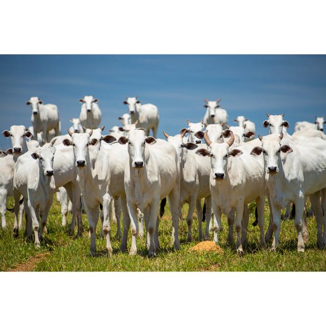 Cattle In Brazil by Josemoraes - Print Brambly Cottage Size: 30cm H x 46cm W on Productcaster.