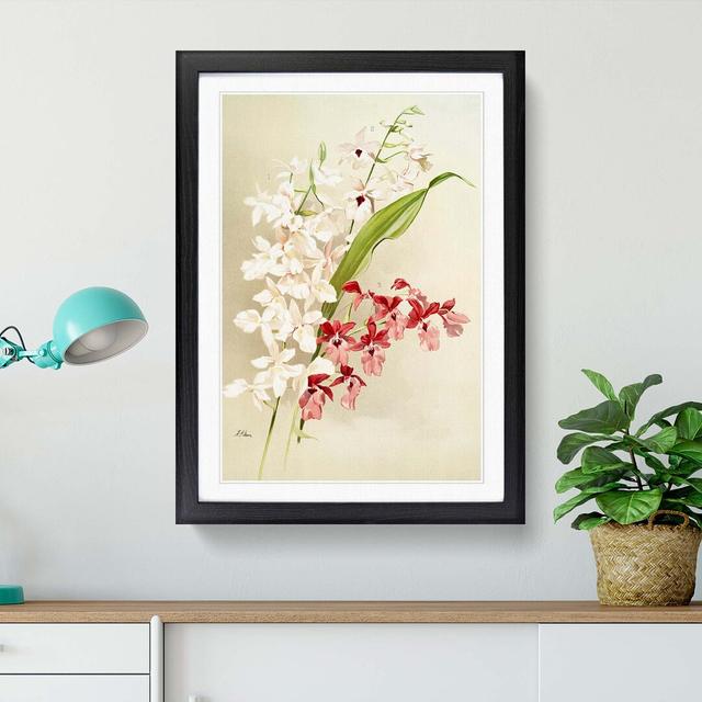 Magnolia Flowers Illustration Tab. 63 by Frederick Sander - Picture Frame Painting Print East Urban Home Frame Option: Black, Size: 76cm H x 50cm W x on Productcaster.