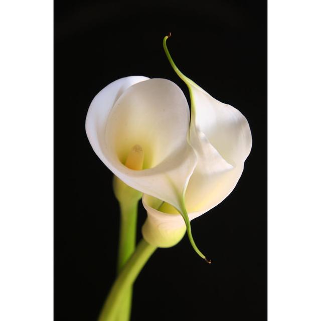 Archimbald Calla Lilies - Wrapped Canvas Photograph Latitude Run Size: 76cm H x 51cm W x 3.8cm D on Productcaster.