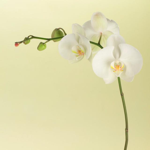 White Orchids by Hdoggrafix - Wrapped Canvas Photograph 17 Stories Size: 122cm H x 122cm W on Productcaster.