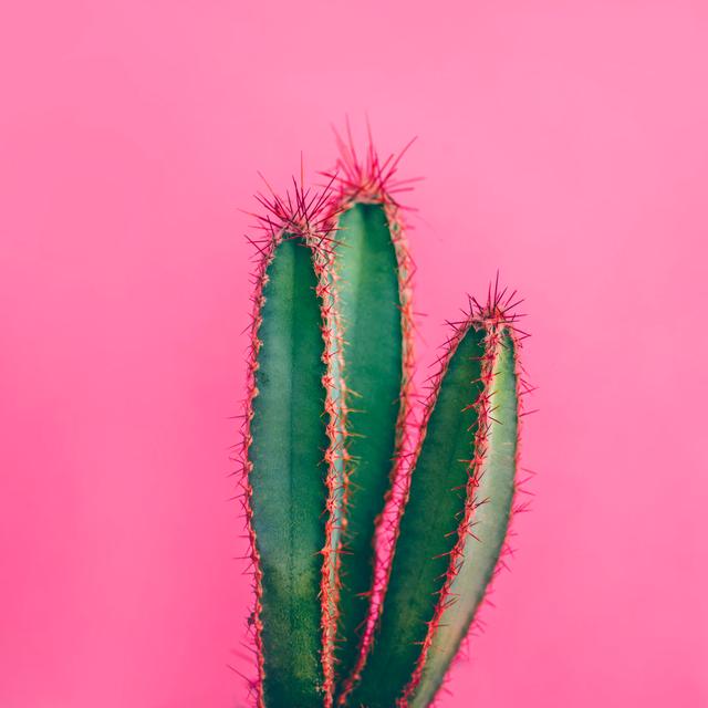 Green Cactus by Miss_J - Wrapped Canvas Photograph Gracie Oaks Size: 30cm H x 30cm W on Productcaster.