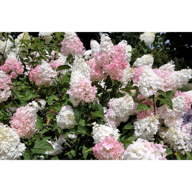 Hydrangea Limelight Paniculata Bush in Summer Garden by Sonja10 - Wrapped Canvas Photograph Ebern Designs Size: 61Cm H x 91Cm W on Productcaster.