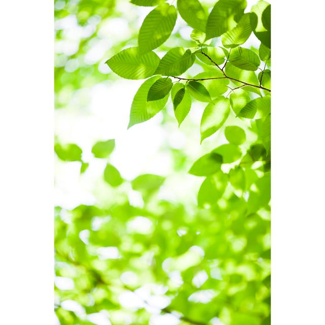 Shining Fresh Leaves von Ooyoo - Set ohne Rahmen auf Leinwand 17 Stories Größe: 90 cm H x 60 cm B on Productcaster.