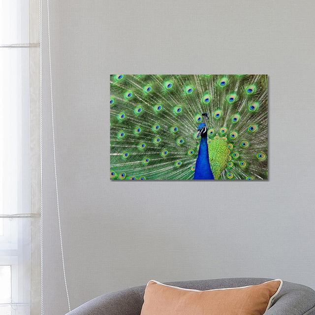 Peacock Feathers by Unknown Artist - No Frame Print on Plastic / Acrylic Ebern Designs on Productcaster.