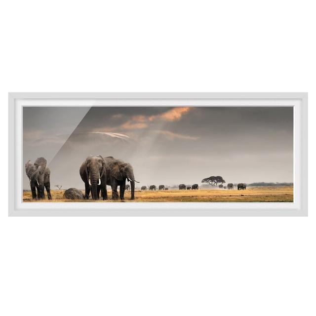 Elephants of the Savannah - Picture Frame Photograph Latitude Vive Frame Option: White, Size: 40cm H x 100cm W x 2cm D on Productcaster.