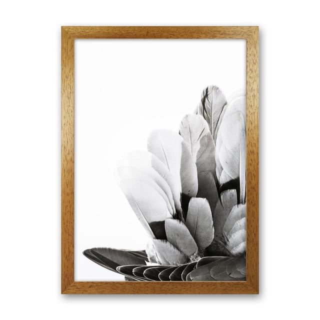 Feathers by Victoria Frost - Single Piece Picture Frame Photograph Print on Paper Bloomsbury Market Format: Oak Framed, Size: 63cm H x 46cm W x 3cm D on Productcaster.