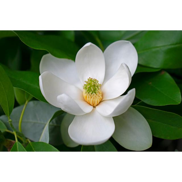 White Sweetbay Magnolia by Demetri2K - Print Wall Art Production Network Size: 51cm H x 76cm W x 3.8cm D on Productcaster.