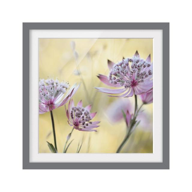 Astrantia Major Framed Photographic Art Print East Urban Home Frame Options: Matt grey, Size: 50cm H x 50cm W on Productcaster.