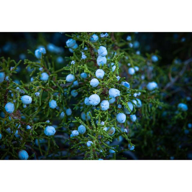 Juniperus Californica (California Juniper) by Garykavanagh - Wrapped Canvas Photograph Marlow Home Co. Size: 61cm H x 91cm W on Productcaster.