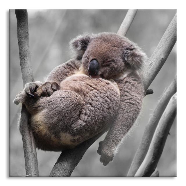 Sleeping Koala In A Forked Branch - No Frame Print on Glass 17 Stories Size: 60cm H x 60cm W x 0.4cm D on Productcaster.