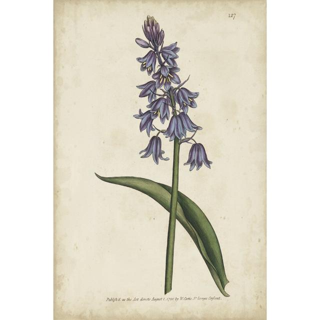 Lavender Curtis Botanicals II by Curtis - Wrapped Canvas Painting Print Lark Manor Size: 46cm H x 30cm W on Productcaster.