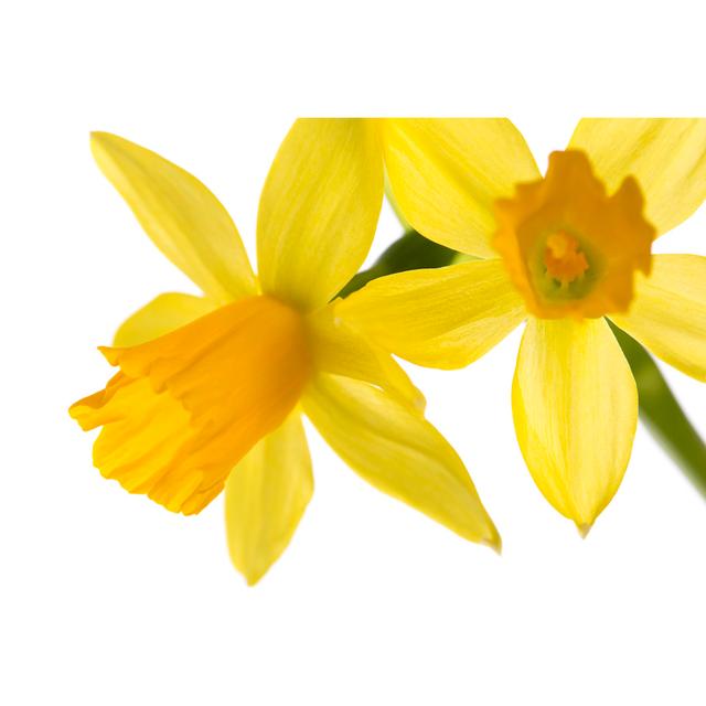 Narcissus Flowers by Adam Smigielski - Print Wall Art Production Network Size: 20cm H x 30cm W x 3.8cm D on Productcaster.