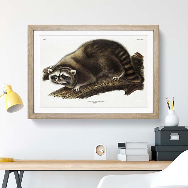 Raccoon by J.W. Audubon - Picture Frame Painting Print East Urban Home Size: 60cm H x 91cm W x 2cm D, Frame Option: Oak on Productcaster.