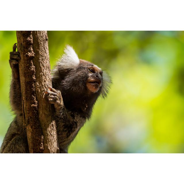 Common Marmoset In Forest by Paul Ojuara - Wrapped Canvas Photograph Alpen Home Size: 51cm H x 76cm W x 3.8cm D on Productcaster.