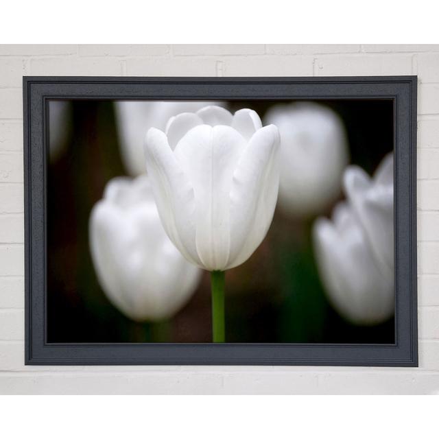 White Snowdrop Beauty - Single Picture Frame Art Prints Ebern Designs Size: 59.7cm H x 84.1cm W on Productcaster.