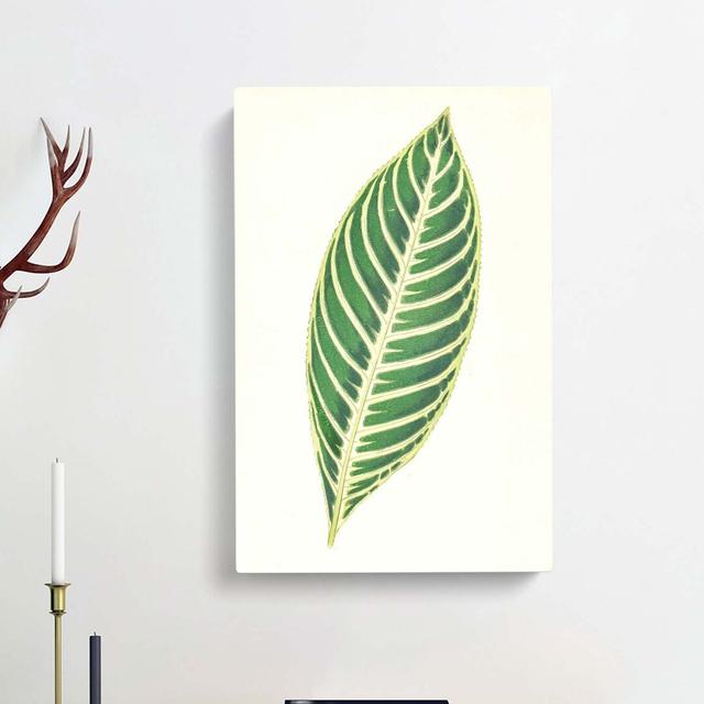 Tiger Plant Leaf by Benjamin Fawcett - Wrapped Canvas Painting Print East Urban Home Size: 76cm H x 50cm W x 3cm D on Productcaster.