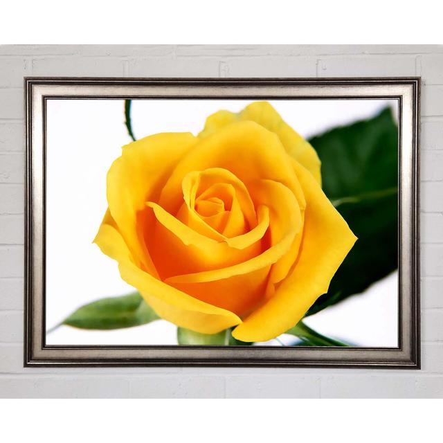 Yellow Rose - Single Picture Frame Art Prints Brayden Studio Size: 59.7cm H x 84.1cm W x 1.5cm D on Productcaster.