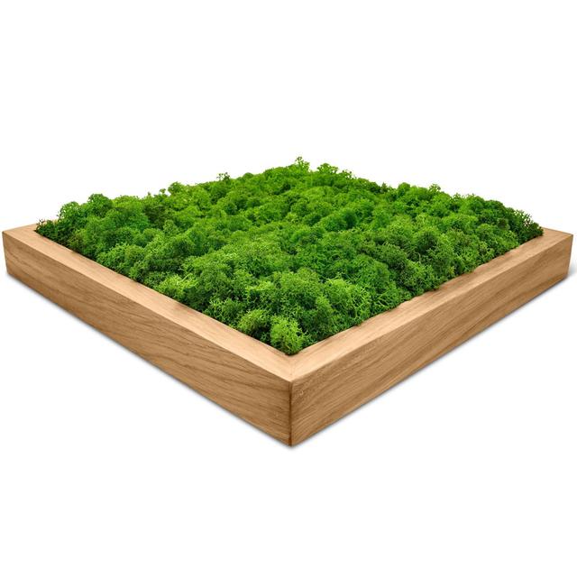 Moosbild Rentiere Moos Naturewalls Farbe: Eiche, Größe: 25 cm H x 25 cm B on Productcaster.