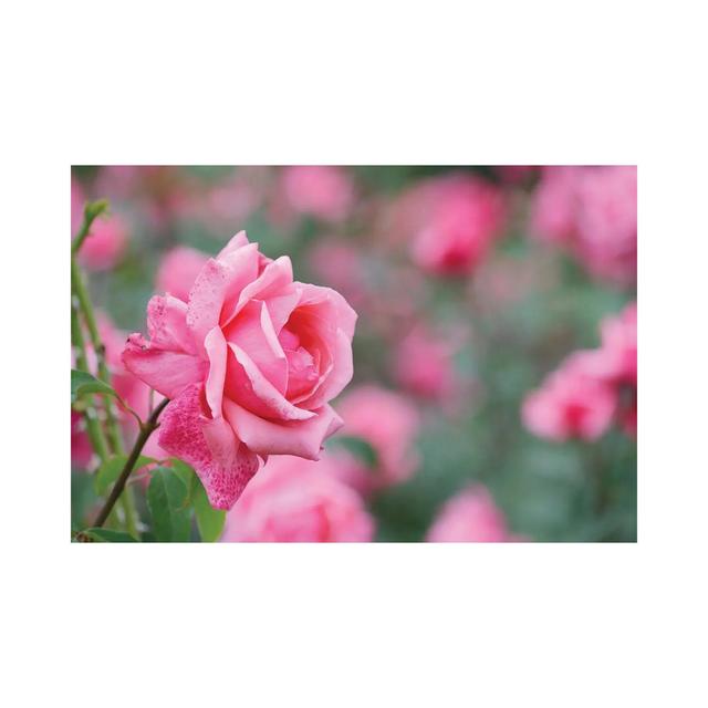 Garden of Blooming Roses II by Mike Kiev - Wrapped Canvas Photograph Fairmont Park Size: 66.04cm H x 101.6cm W x 3.81cm D on Productcaster.