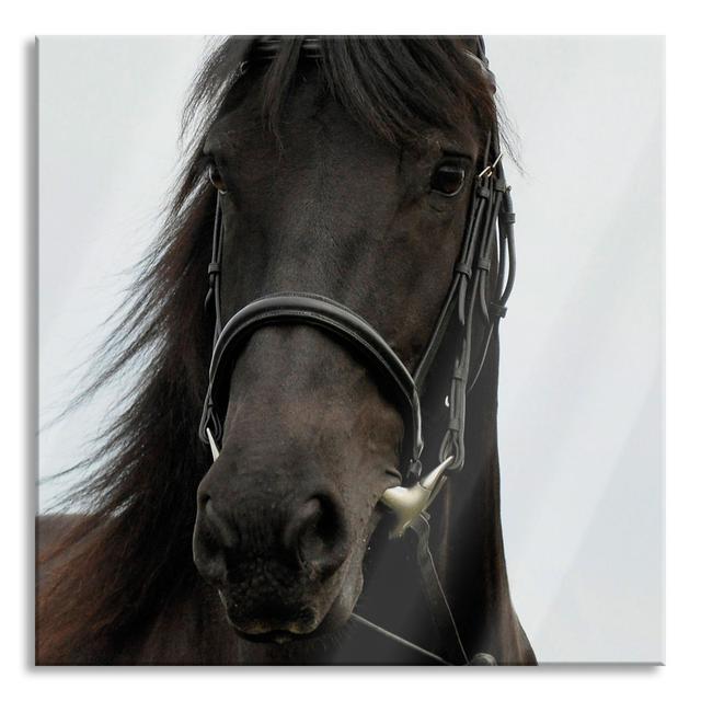 Brown Horse - Unframed Photograph on Glass August Grove Size: 70cm H x 70cm W x 0.4cm D on Productcaster.