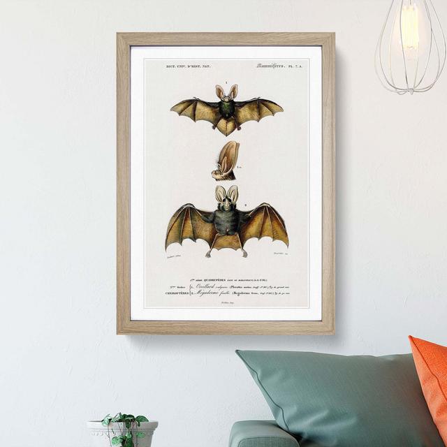 Long-Eared Bat by Charles d' Orbigny - Picture Frame Painting Print on MDF East Urban Home Frame Option: Oak Framed, Size: 65cm H x 48cm W x 2cm D on Productcaster.