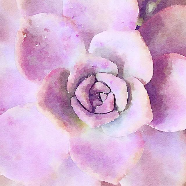 Succulente VIII by Vicki Gladle Bolick - Wrapped Canvas Painting Bloomsbury Market Size: 51cm H x 51cm W on Productcaster.