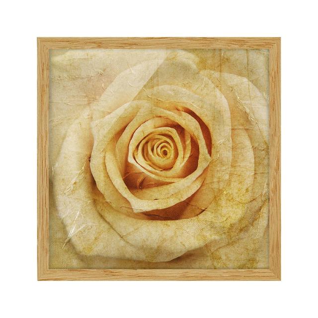 Vintage Rose - Picture Frame Graphic Art Mercer41 Size: 70cm H x 70cm W x 2cm D, Frame Option: Brown Framed on Productcaster.