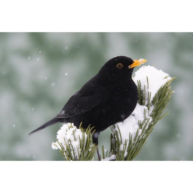 Amsel auf einem Kiefernzweig von Schnuddel - Druck ohne Rahmen auf Leinwand Alpen Home Größe: 40 cm H x 60 cm B on Productcaster.