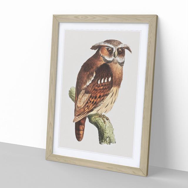 Owl on a Branch by Theo Van Hoytema - Picture Frame Painting East Urban Home Size: 65cm H x 48cm W x 2cm D, Frame Option: Oak Framed on Productcaster.