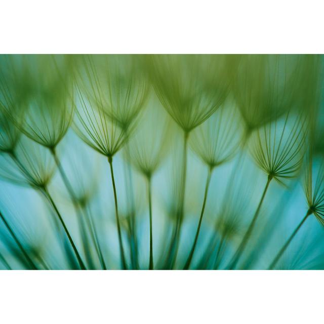 Macro Dandelion Seed - Wrapped Canvas Print 17 Stories Size: 51cm H x 76cm W x 3.8cm D on Productcaster.