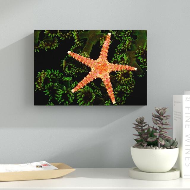 Starfish On Coral by David Fleetham - Wrapped Canvas Print East Urban Home Size: 76cm H x 114cm W x 4cm D on Productcaster.