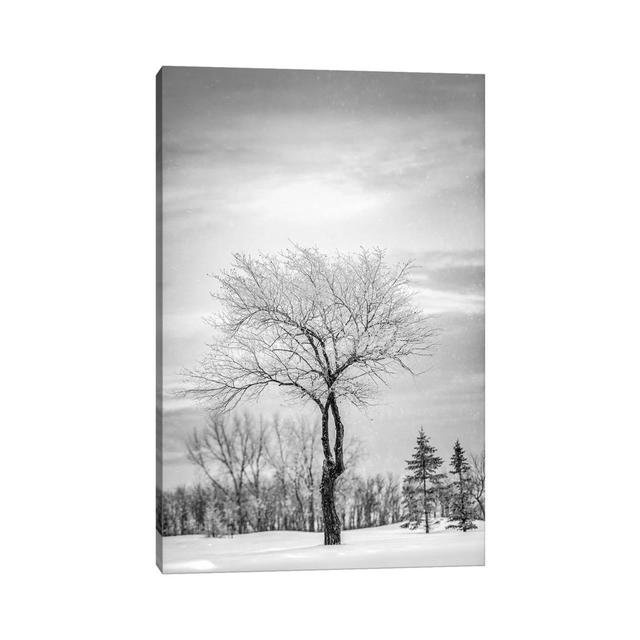 Lonely Tree Covered By Snow in Black and White by Nik Rave - Wrapped Canvas Art Prints Ebern Designs Size: 66.04cm H x 45.72cm W x 3.81cm D on Productcaster.